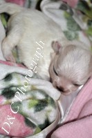 /album/angels-photoalbum/dsc-0247-jpg/