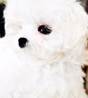 /album/angels-photoalbum/dsc-0505-jpg/