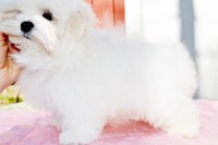 /album/angels-photoalbum/dsc-0519-jpg/