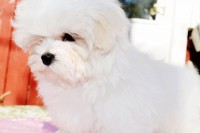 /album/angels-photoalbum/dsc-0523-jpg/