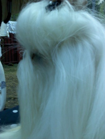 Tim Toy'as Straight Fire 