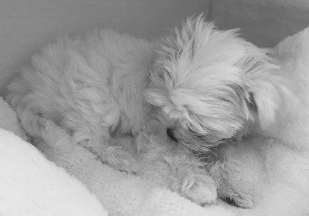 Tim Toy'as Li'l Korean Girl "Polly" Foto: Angelica L