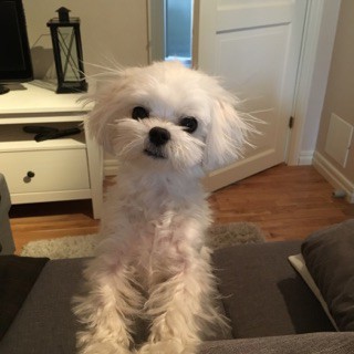 Mini Mayo med statisk frisyr Foto: Isabell B